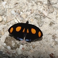 NYMPHALIDAE, Catonephele n. numilia